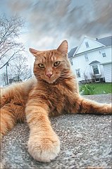Gatti (354)